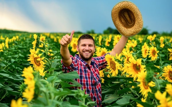 farmer sunflower field plants