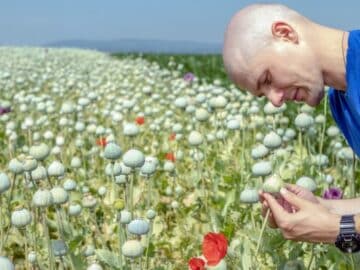 poppy farmer field checking plants capsules