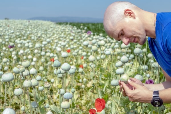 poppy farmer field checking plants capsules