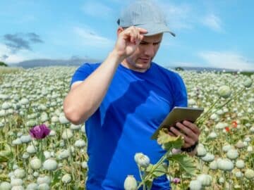 poppy farmer field worried