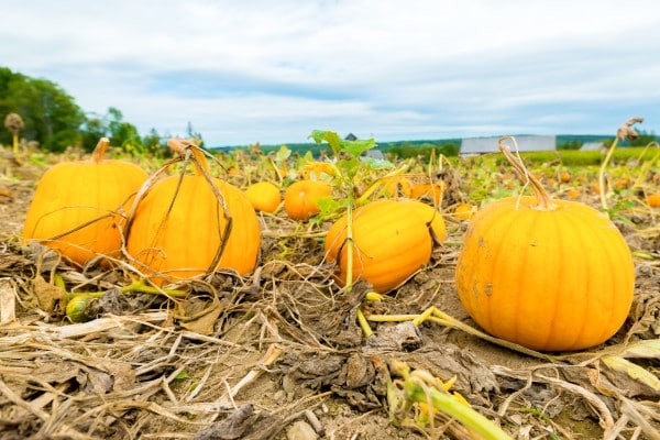 pumpkin field harvest ready