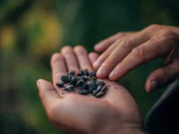 sunflower seeds hand