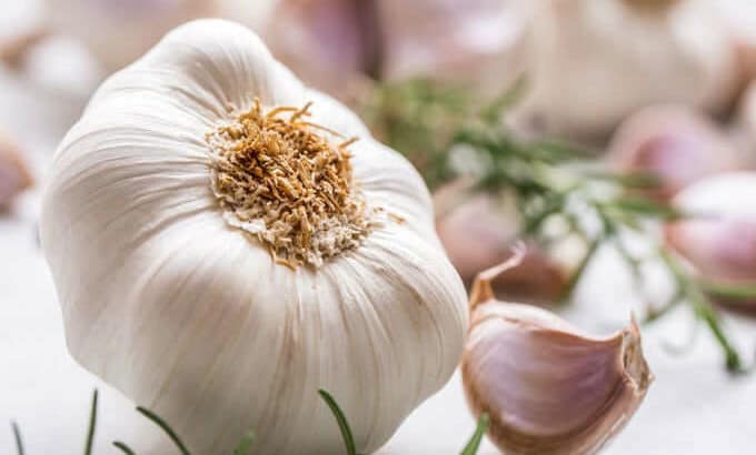 Garlic