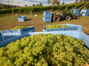 harvest grapes raisins vinyard