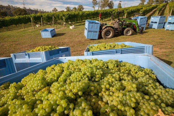 harvest grapes raisins vinyard