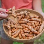 turmeric farmer harvest