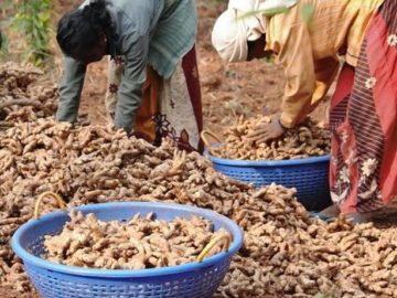 Ginger Market Dynamics: Pricing Trends and Resilience - The Fluctuations and Forecasts Of Dry Ginger