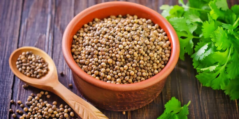 Coriander