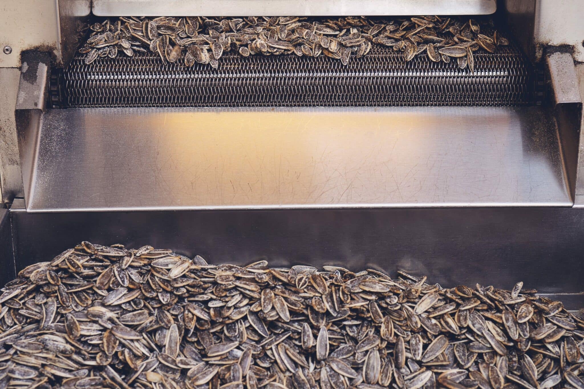 Chinese Sunflower Seed Xinjiang sunflower seed production cuts and