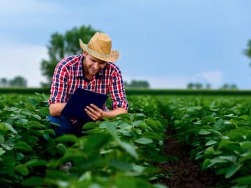 Farmer in a soybean field