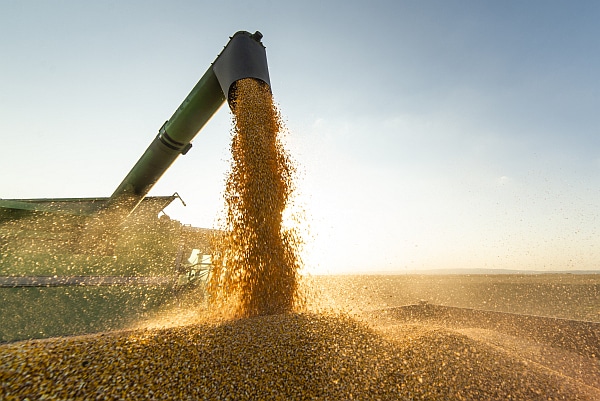 Tractor pouring soybean