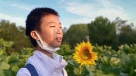 Chinese Sunflower Kernel: Price Increases in the Chinese Market