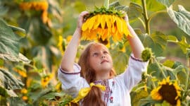 Global sunflower production harvest oilseeds