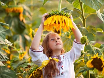 Global sunflower production harvest oilseeds