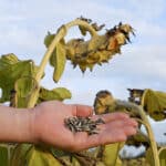 sunflower seeds kernels harvest