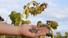 sunflower seeds kernels harvest