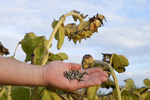 sunflower seeds kernels harvest