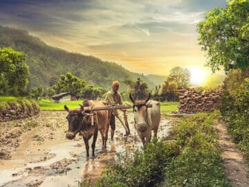 Global Rice Prices Reached 15 Year High