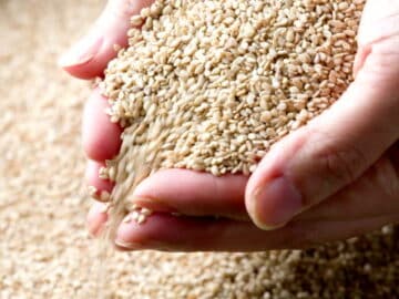 Unveiling India's Strategic Play in the Global Sesame Market: A Weekly Update