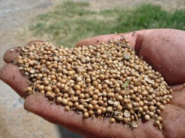 Coriander Seed