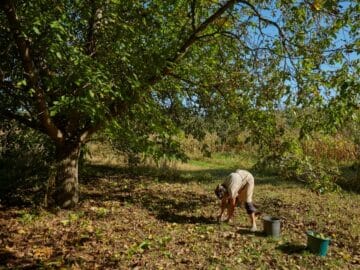 walnut farmer tree picking harvest - Walnut Harvest Has Begun With Enough Rain and Healthy Trees