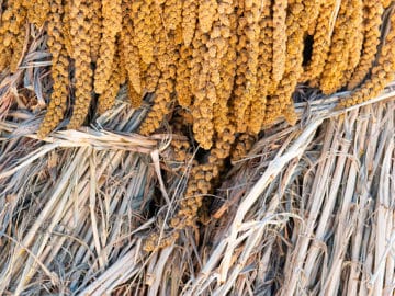 Millet Harvest