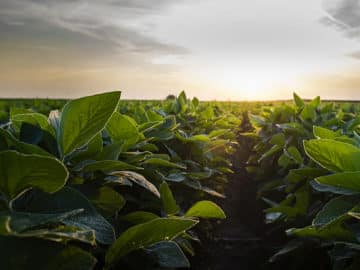 Soybean Field