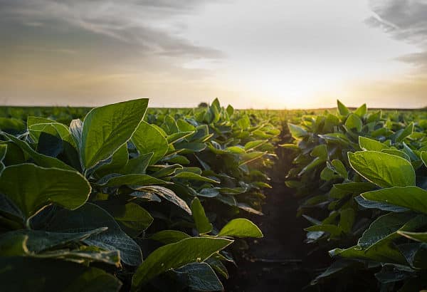 Soybean Field