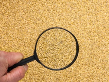 Millet