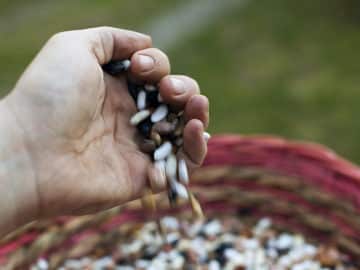 Beans in hand