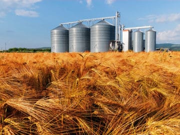 Amid Reduced Crop, Ample Malting Barley Supply Expected for Beer and Whiskey Production in FY2023/24