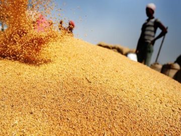 India's Wheat Policy Reforms and Rising Retail Prices