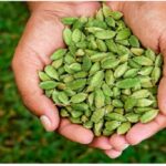 cardamom