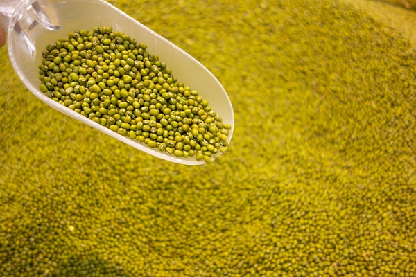 Chinese Mung Beans: Slow Market in Winter