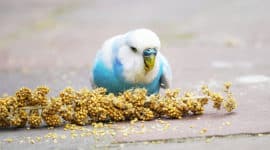 Budgie and millet