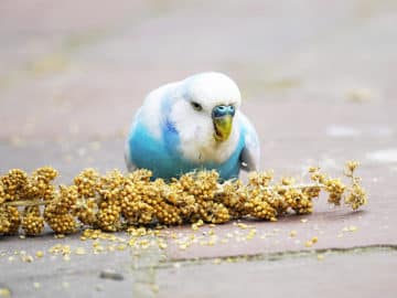 Budgie and millet