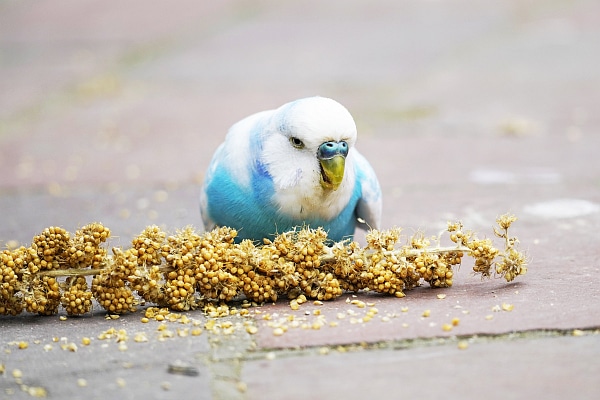 Budgie and millet