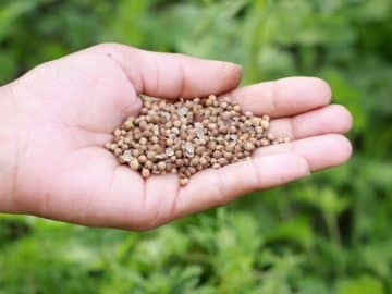 Coriander Seed