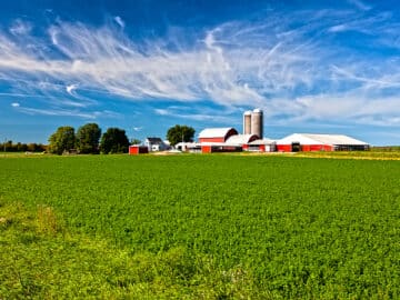 Soybean field