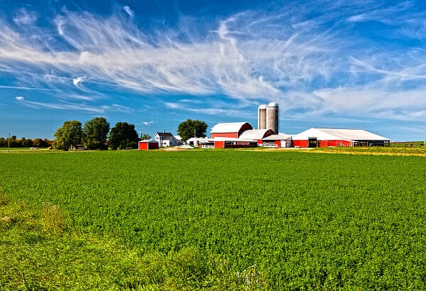 Soybean field