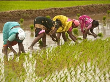 World May Face Global Rice Supply Deficit