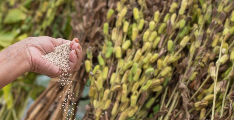 India: Sesame Seed Market Is Lacking In Demand