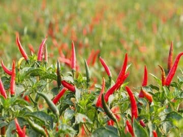 New Partnership Aims to Revolutionize Chilli Farming with Advanced Pesticide