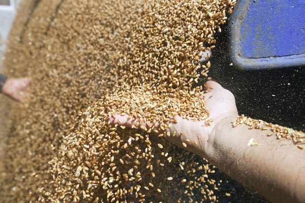 Wheat Demand Flows Up: FCI's Open Market Sale Scheme Shows Promising Results