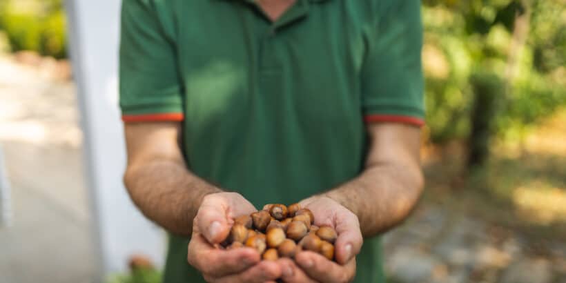 Hazelnut Farmer