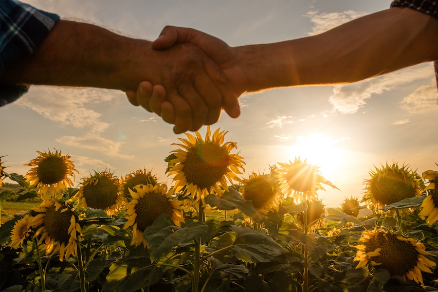 Sunflower Prices Are Rising in Ukraine Commodity Board Europe GmbH