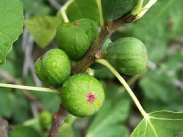 Green Figs