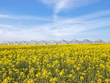 rapeseed field canola