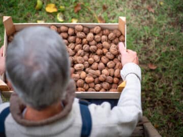 walnut harvest farmer