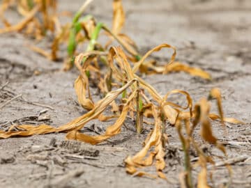 Drought